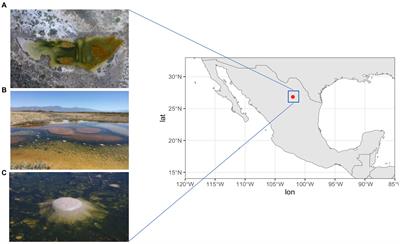 Uncovering novel bacterial and archaeal diversity: genomic insights from metagenome-assembled genomes in Cuatro Cienegas, Coahuila